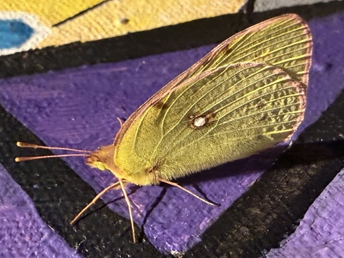 Clouded Yellow