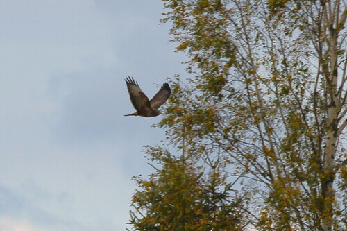 Common Buzzard