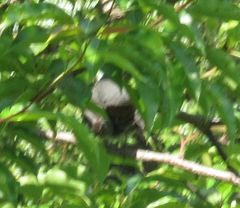 Dumetella carolinensis