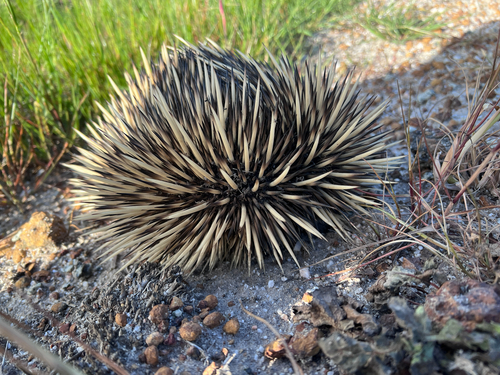 Western Short-beaked Echidna