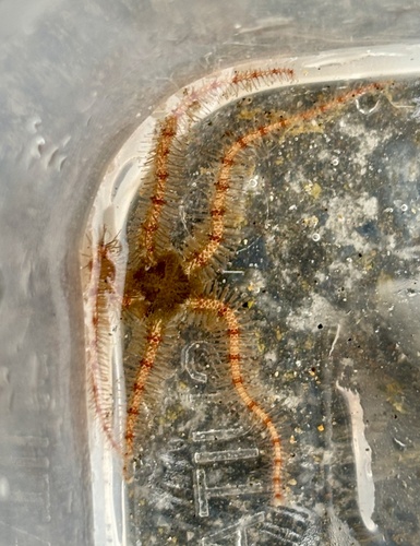 Ophiothrix caespitosa observed 2026-09-24