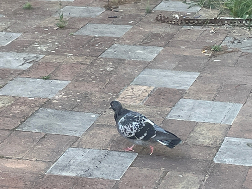 Feral Pigeon