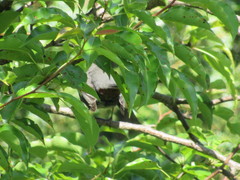 Dumetella carolinensis