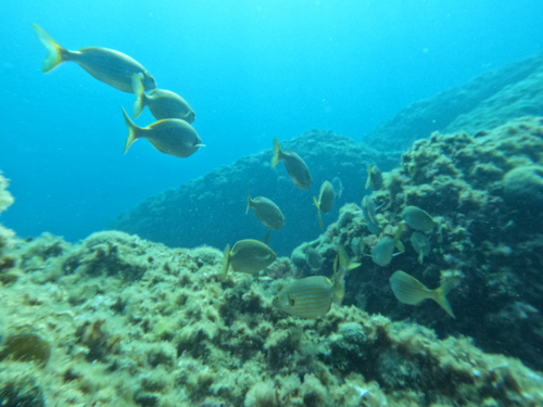 Salema Porgy, Bouches-du-Rhône, Provence-Alpes-Côte d'Azur, FR, photo 9 of 10