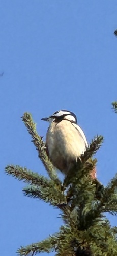 Great Spotted Woodpecker