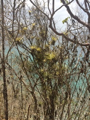 Tillandsia utriculata