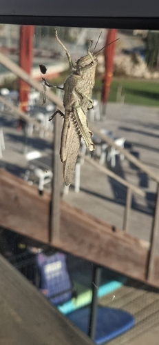 Egyptian Bird Grasshopper