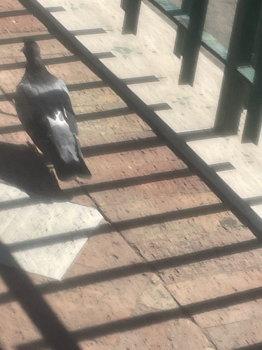 Feral Pigeon