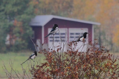 Eurasian Magpie