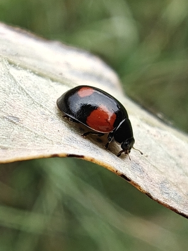 Two-spotted Lady Beetle