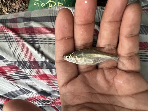 Large-eye Chinese Bream