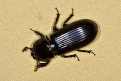 Aulacocyclus