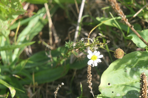 scentless mayweed
