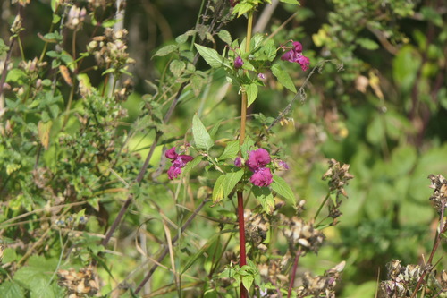 Himalayan balsam