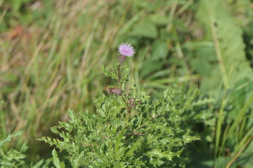 creeping thistle
