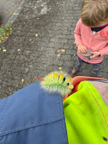 Pale Tussock Moth
