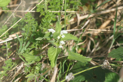 White deadnettle