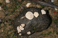 Poronia erici