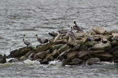 Pelecanus occidentalis