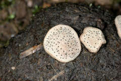 Poronia erici