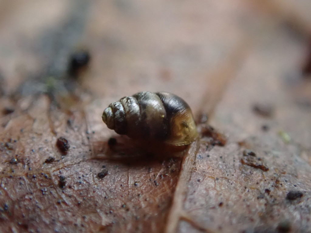 Vertigo rowellii