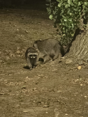 Common Raccoon