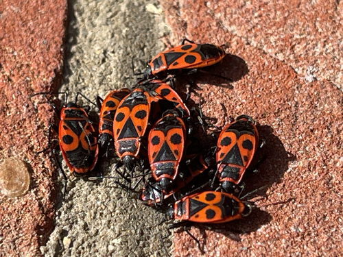 European Firebug