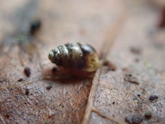 Vertigo rowellii