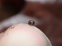 Vertigo rowellii