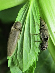 Synaptus filiformis