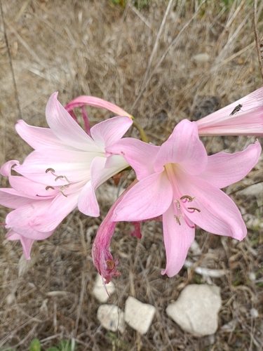 Belladonna Lily