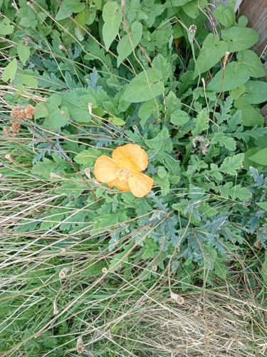 Atlas Poppy