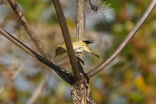 Common Chiffchaff