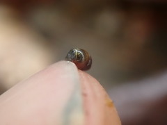 Vertigo rowellii