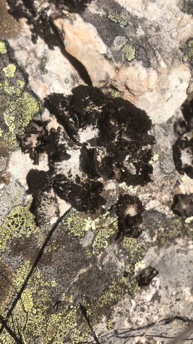 Lasallia pustulata