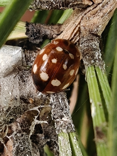 Cream-spotted Ladybird