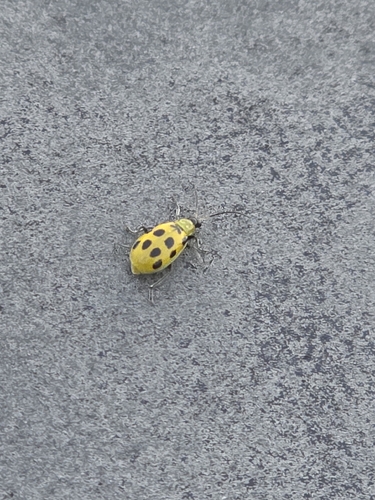 Spotted Cucumber Beetle