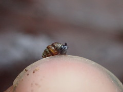 Vertigo rowellii