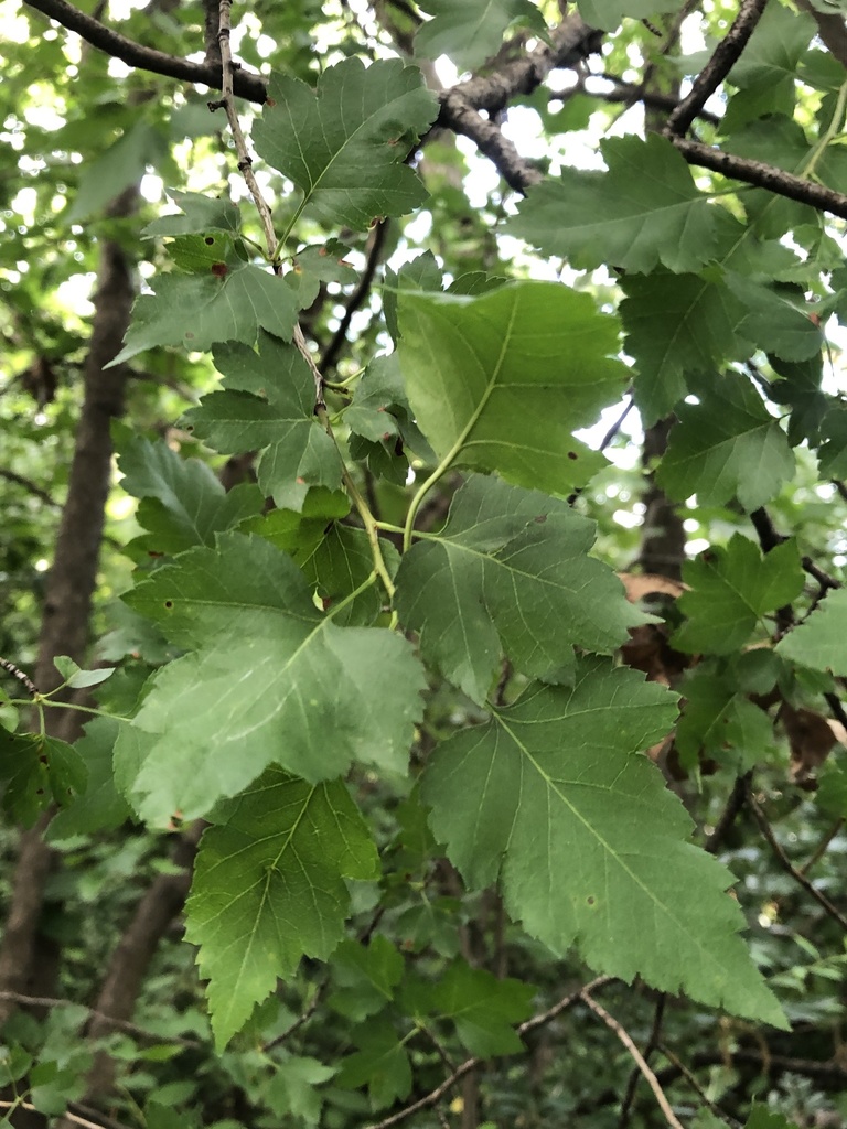 washington-hawthorn-from-waterworth-park-farmers-branch-tx-us-on-may