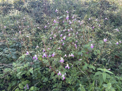 Kashmir Balsam