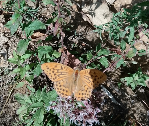 Silver-washed Fritillary