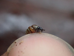 Vertigo rowellii