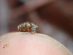 Vertigo rowellii