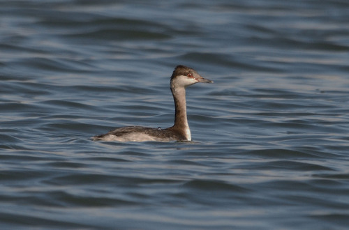 Horned Grebe