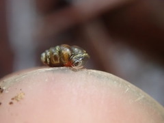 Vertigo rowellii