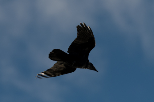 Common Raven