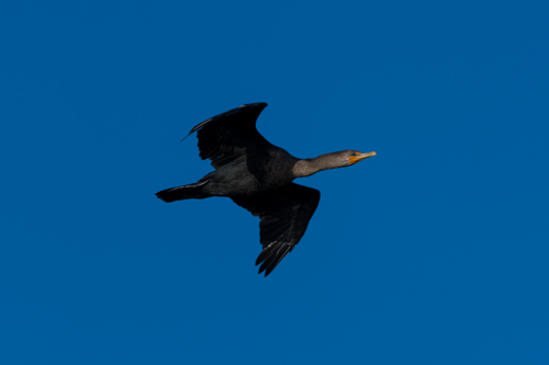 Double-crested Cormorant