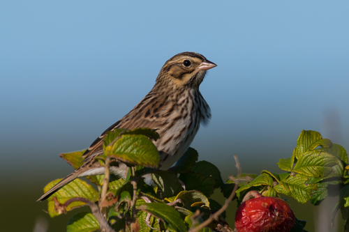 Savannah Sparrow