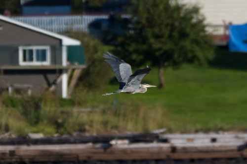 Great Blue Heron