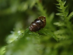 Vertigo rowellii